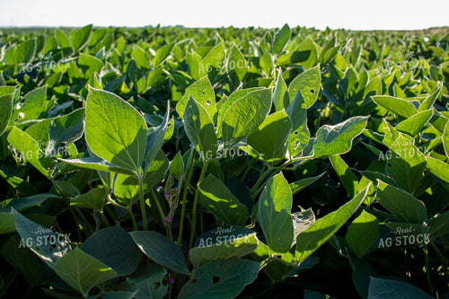 Green Soybeans 67124