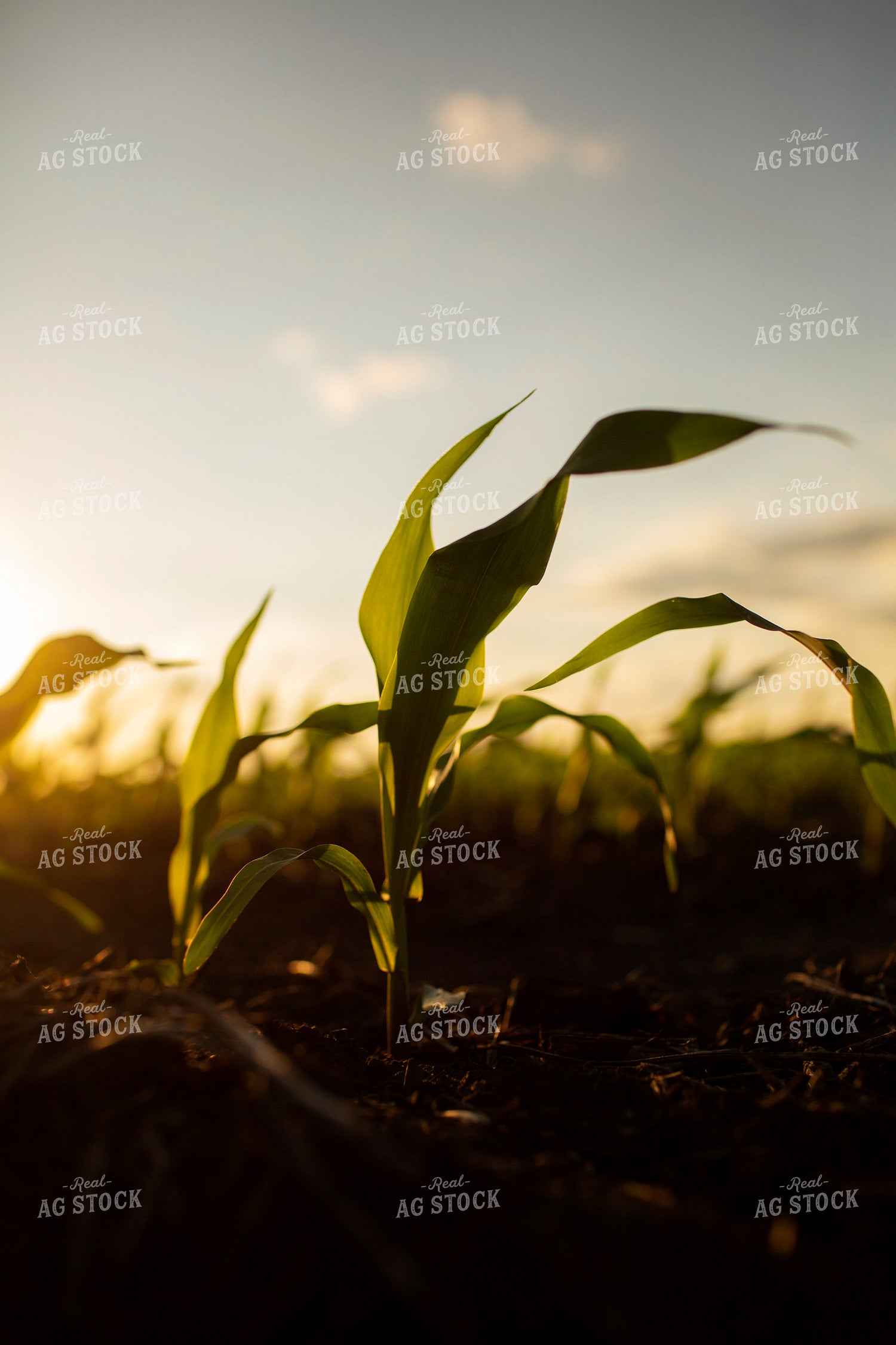 Early Growth Corn 6323
