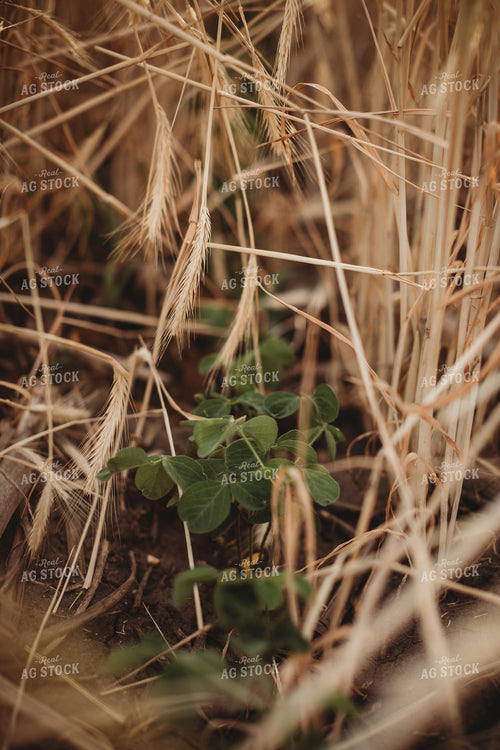 V3 Soybeans Under Rye Cover Crop Canopy 5837