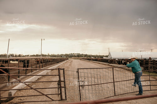 Feedyard 3074