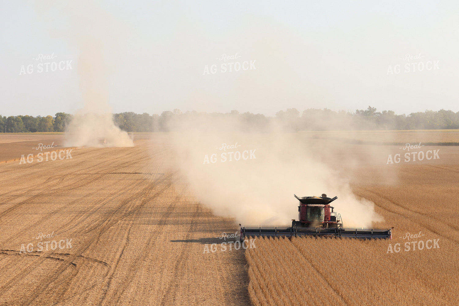 Soybean Harvest 109126