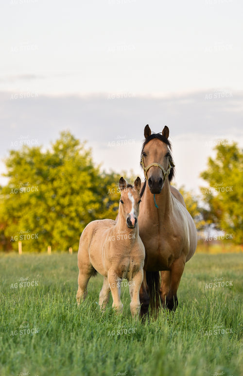 Horse and Foal in Pasture 120010