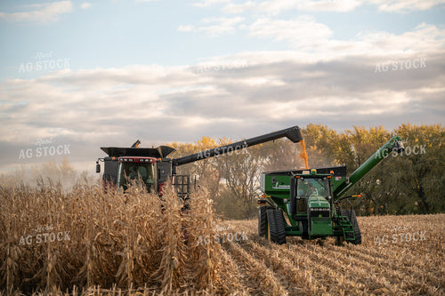 Corn Harvest 76557