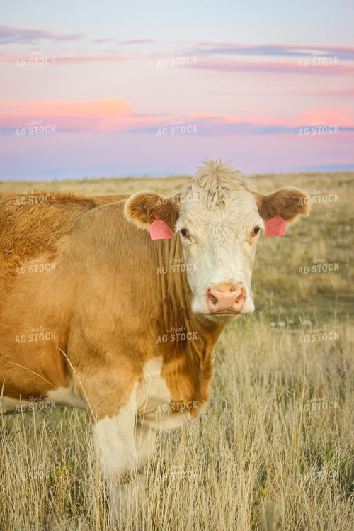 Simmental Cattle 155000