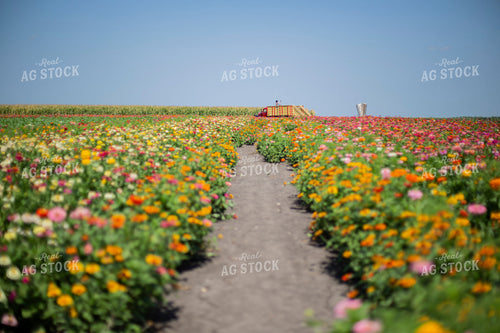 Field of Flowers 93087