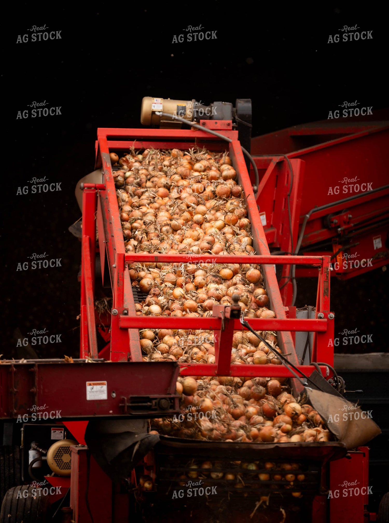 Onion Harvest 185027