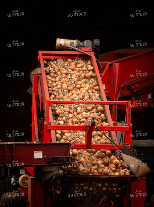 Onion Harvest 185027