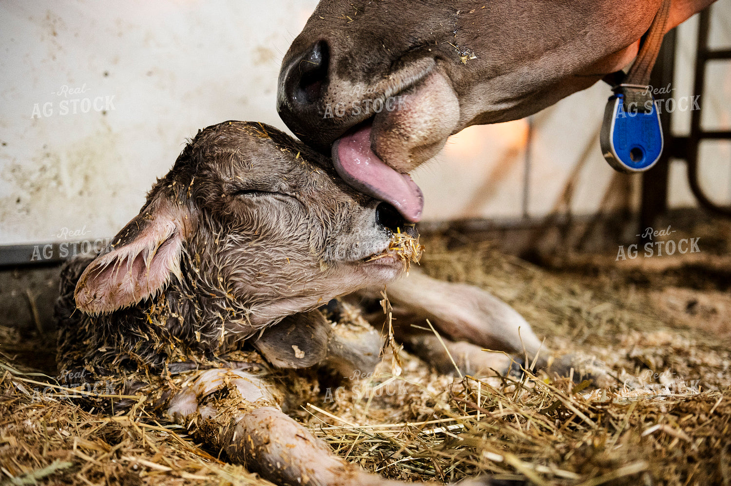 Brown Swiss Newborn Calf 195013