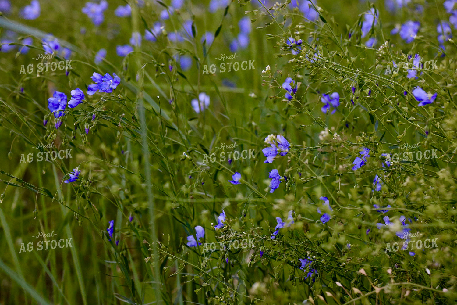 Flowers in Pasture 299267