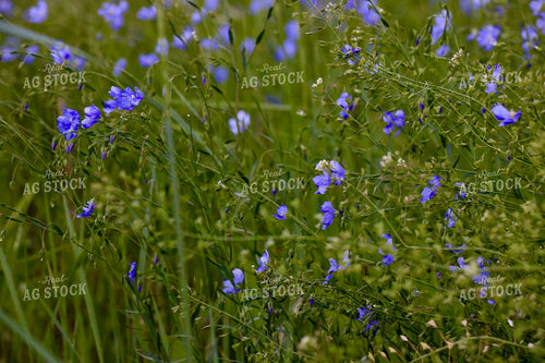 Flowers in Pasture 299267