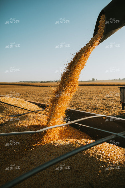 Augering Corn into Truck 4655
