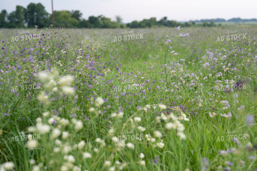 Flowering Alfalfa 185243