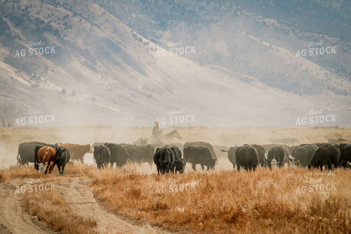 Male Rancher on Horse in Cattle Pasture 78038
