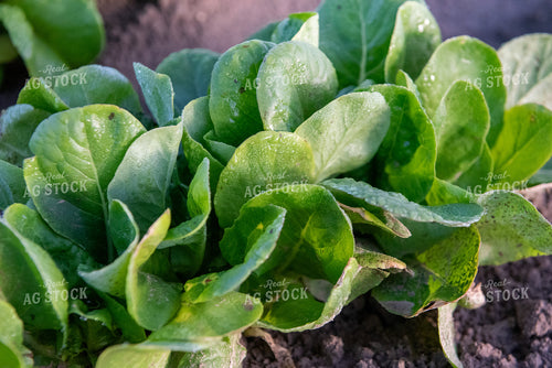 Lettuce 236043