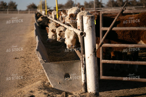 Cattle Eating Out of Trough 99001