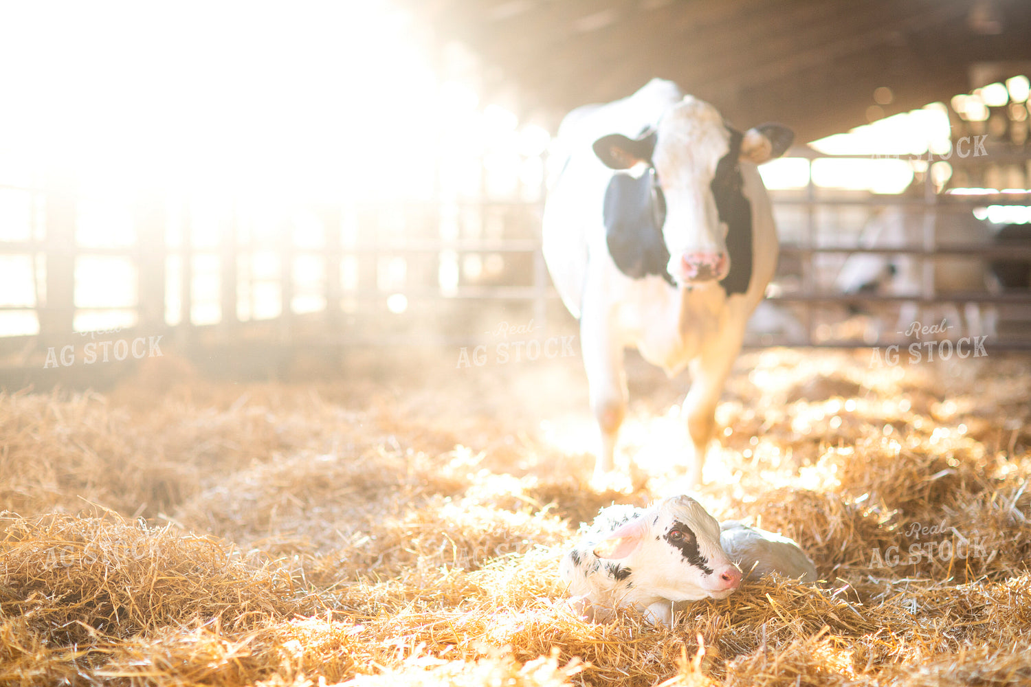Holstein Cow and Calf 55219