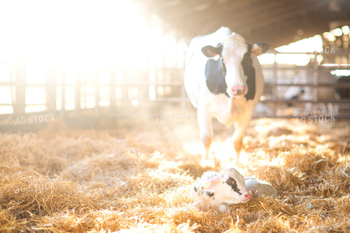 Holstein Cow and Calf 55219