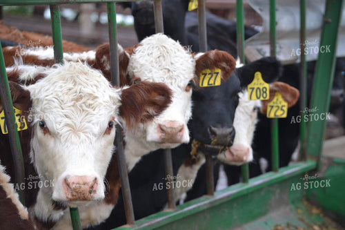 Cattle 194005