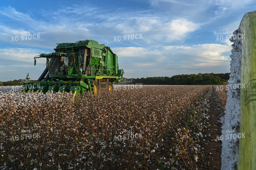 Cotton Harvest 149032