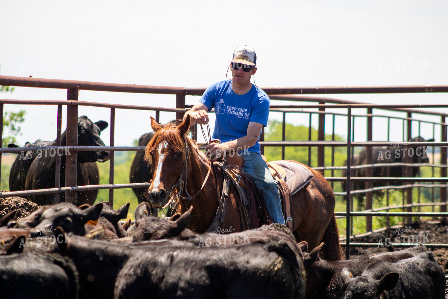 Sorting Calves on Horseback 214296
