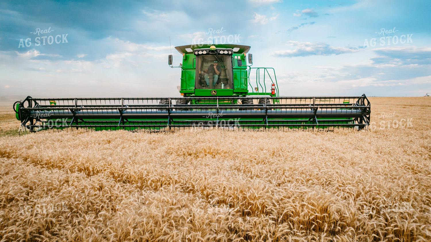 Wheat Harvest 56699