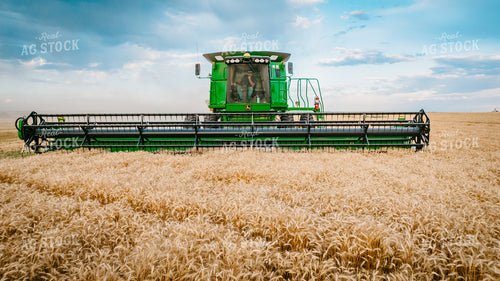 Wheat Harvest 56699