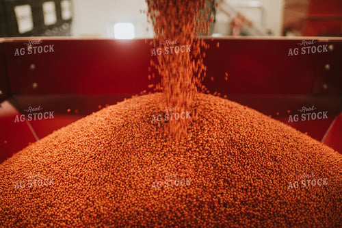 Treated Soybeans Exiting Seed Treater 5368
