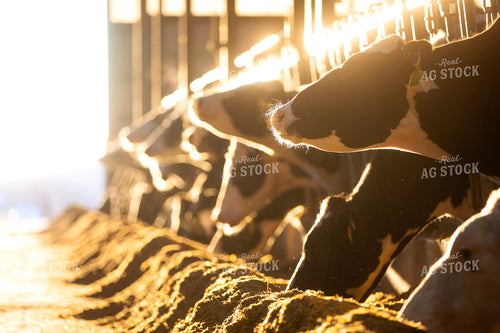 Dairy Cattle Eating in Barn 55236