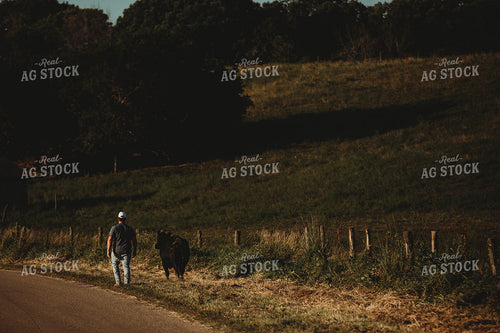 Farmer with Cow 3155