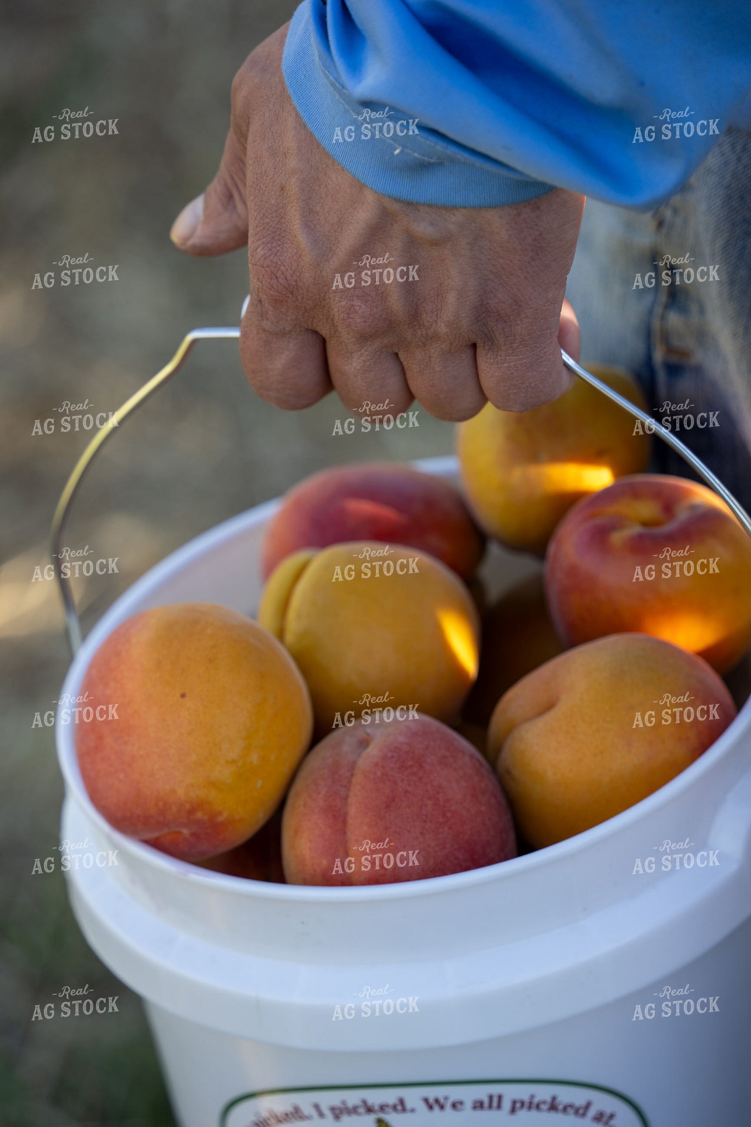 Apricots in Bucket 65783
