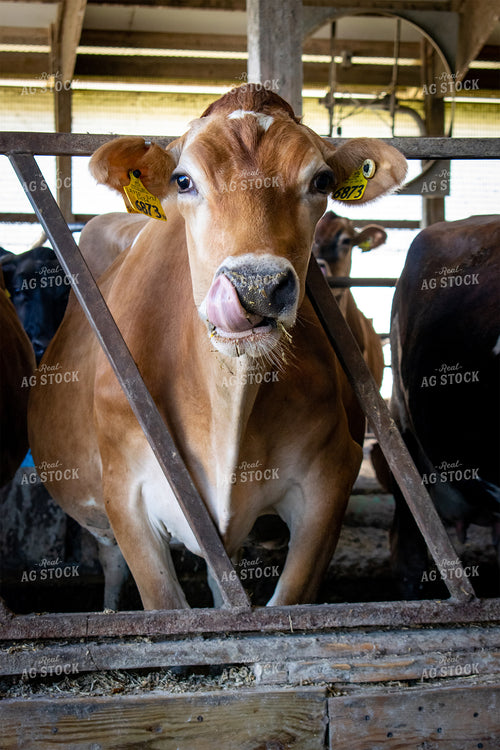 Dairy Cow in Barn 50032