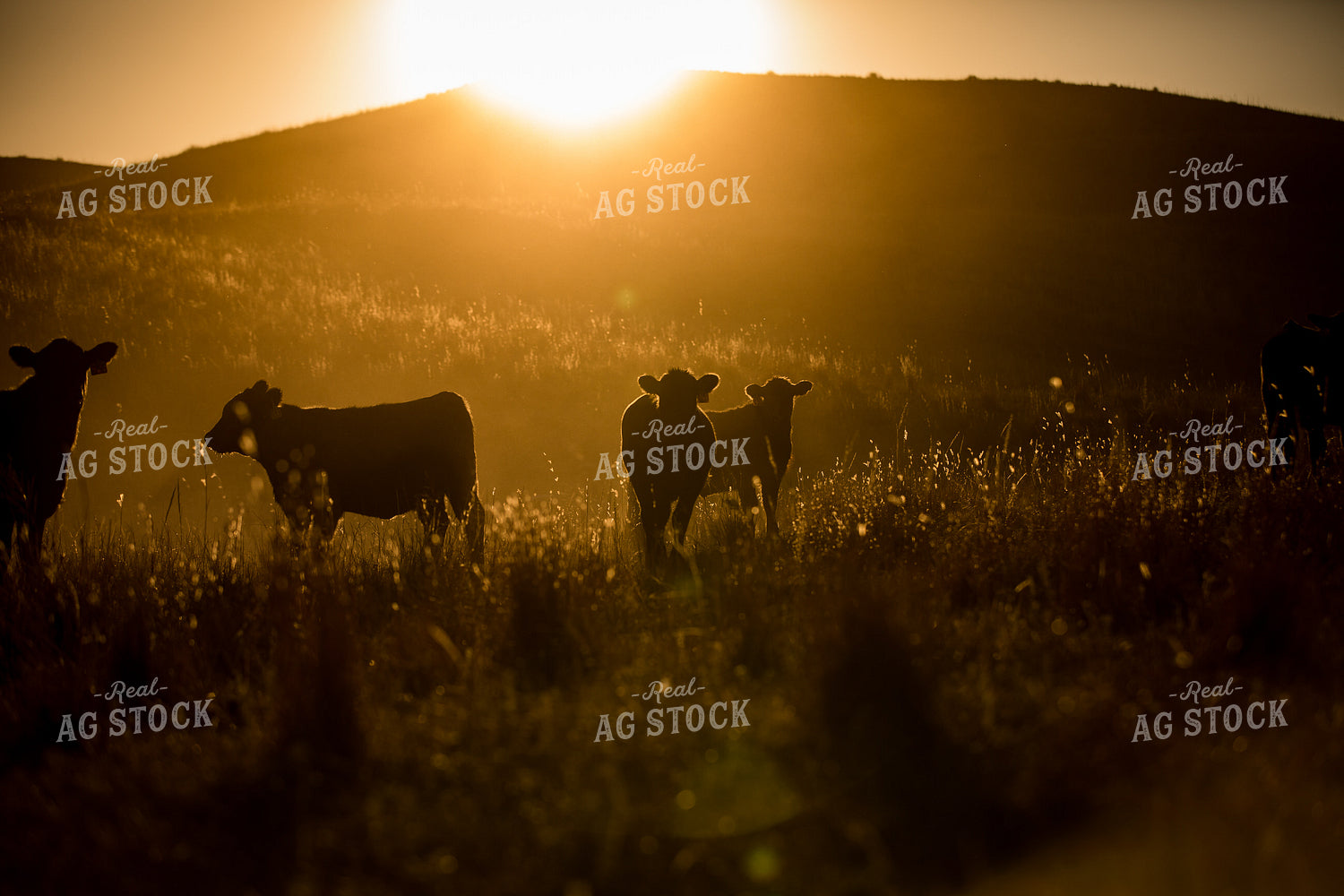 Angus Cattle on Pasture 147006