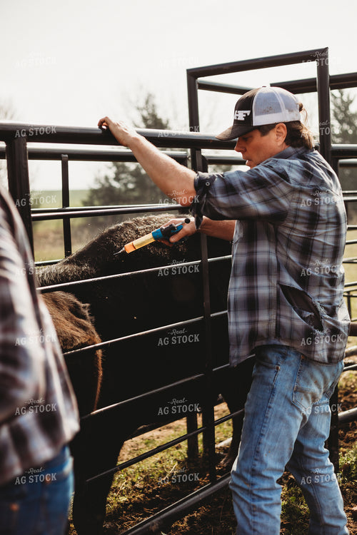 Rancher Working Cattle 203029