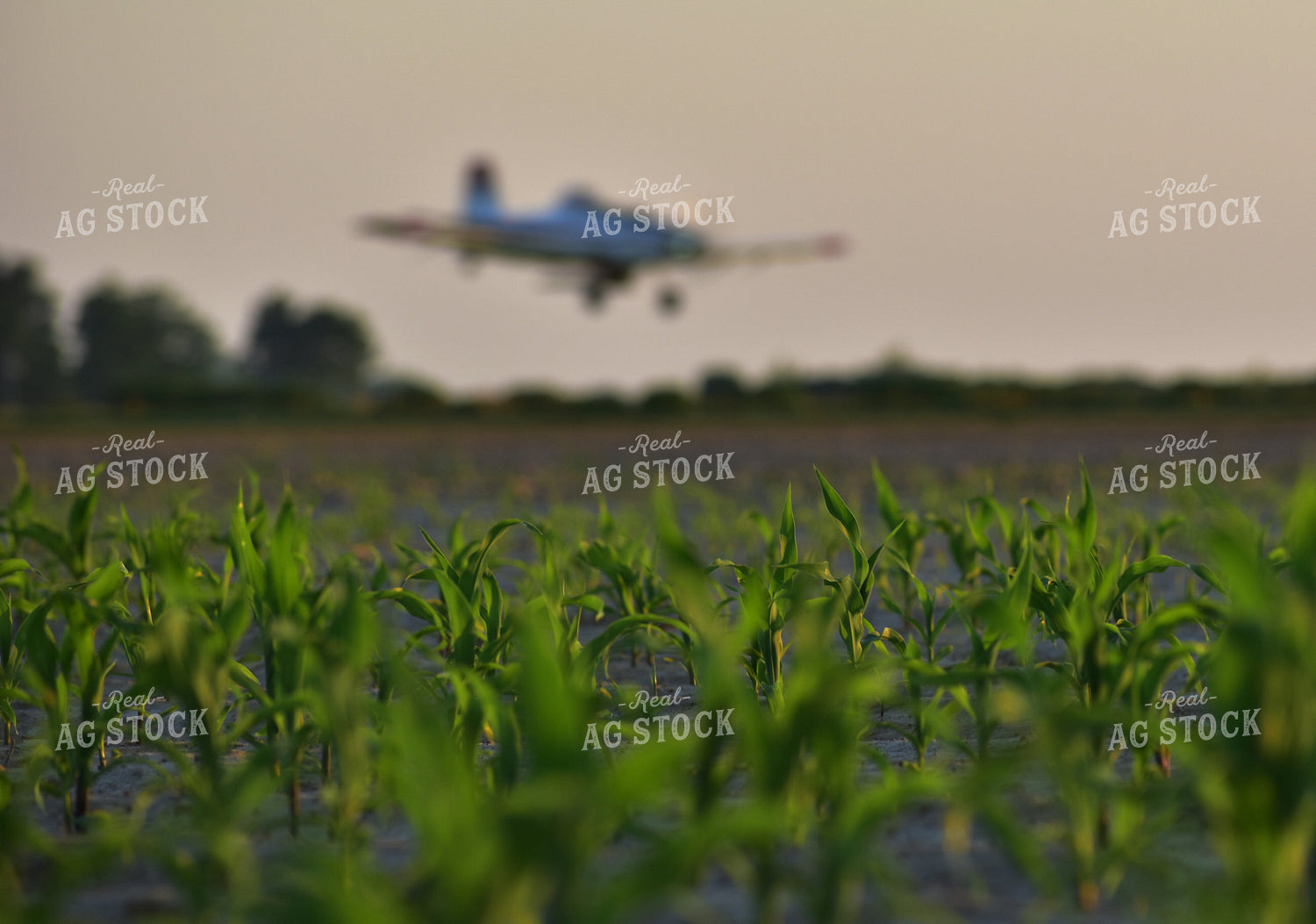 Crop Duster Spraying Corn Field 144003