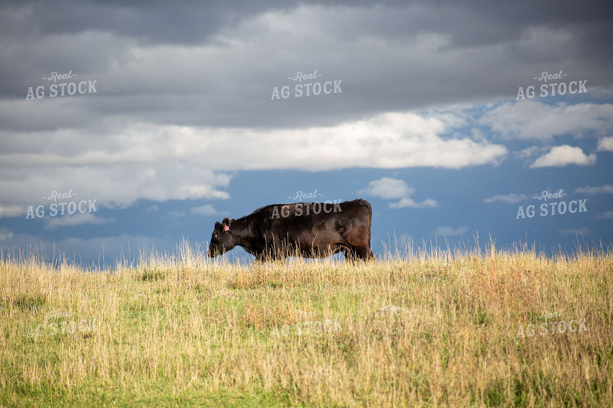 Black Angus Cow Grazing on  Hilltop Open Pasture Under Dramatic Stormy Cloudy Sky 406054