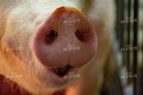 Pig Nose 90048