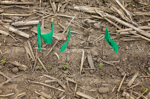 Emergence Flags 93285