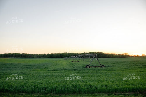 Midseason Wheat Field 178096