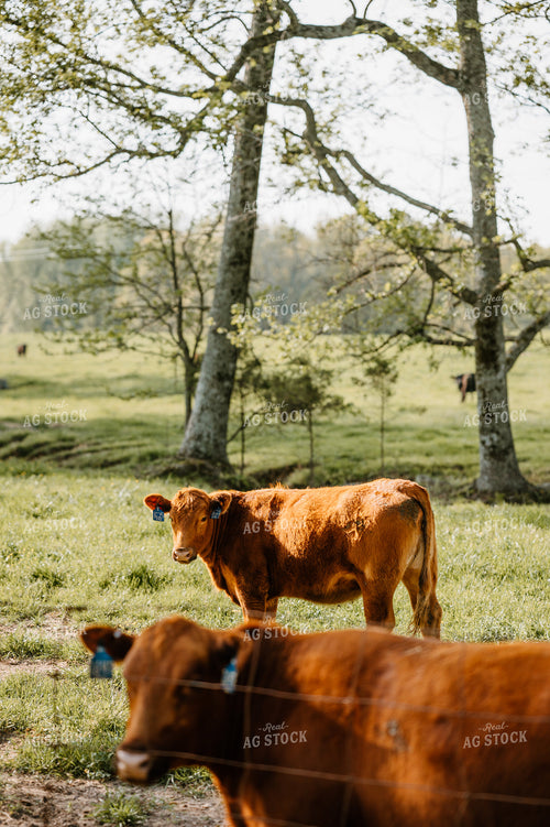 Angus Cattle in Pasture 125084