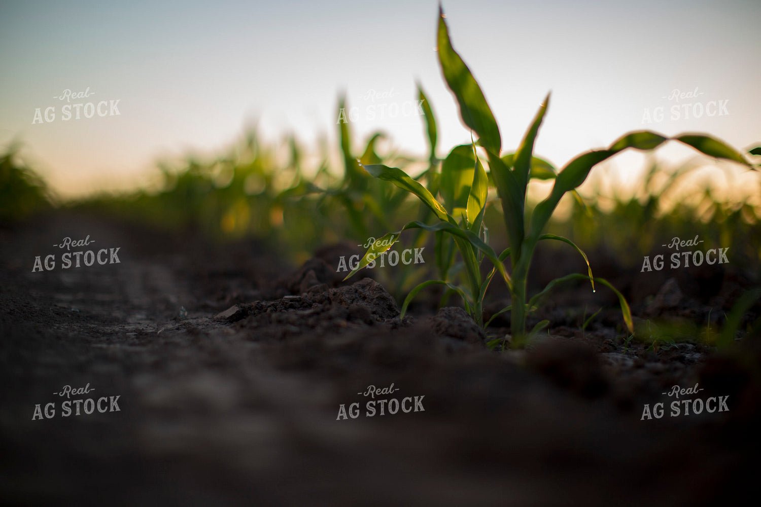 Corn - Early Growth 1080