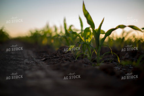 Corn - Early Growth 1080