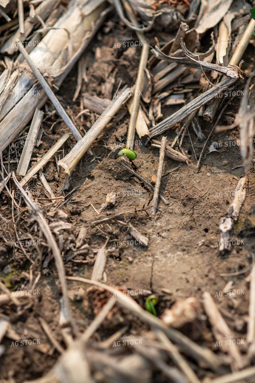 Emerging Soybeans 76672