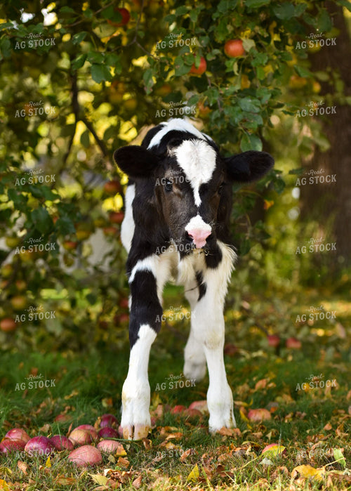 Holstein Calf 120012