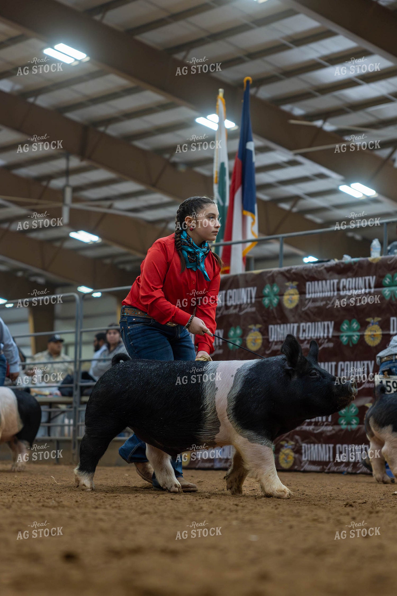 Showing Pigs 98063