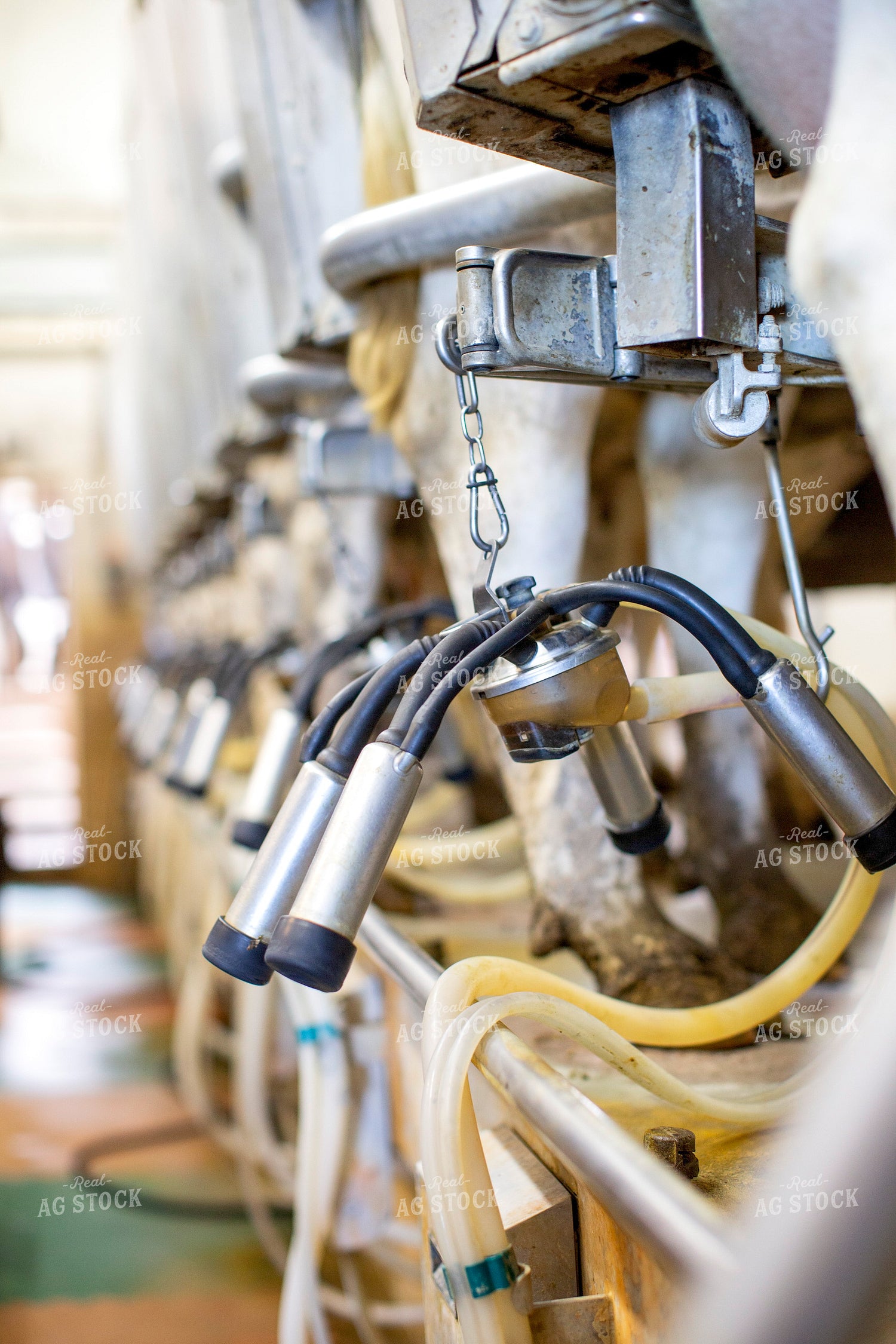 Milking Parlor 55317