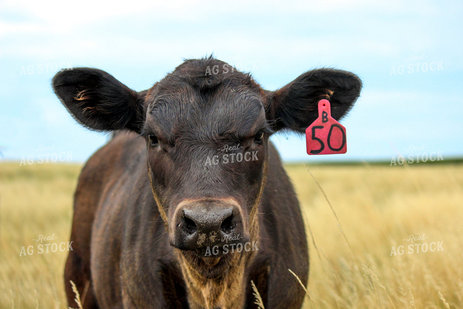 Cattle 155049