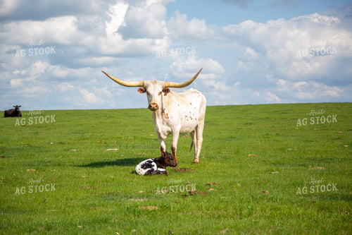 Longhorn Cow Calf Pair 155520