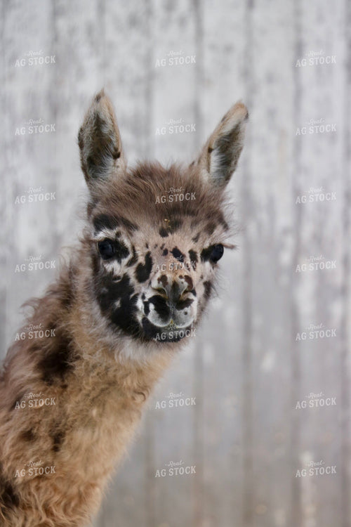 Alpaca 299309