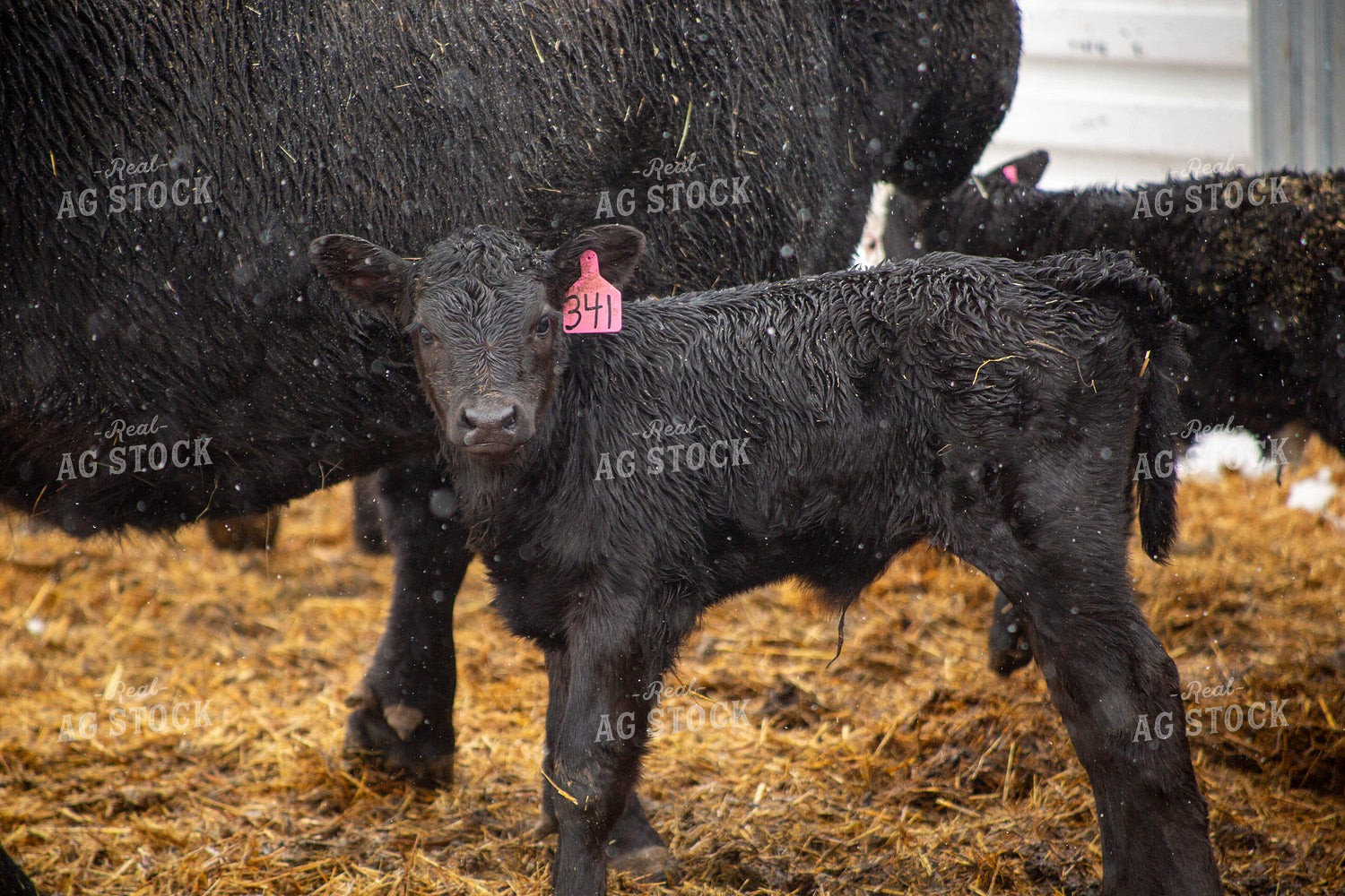 Cow Calf Pairs 155468