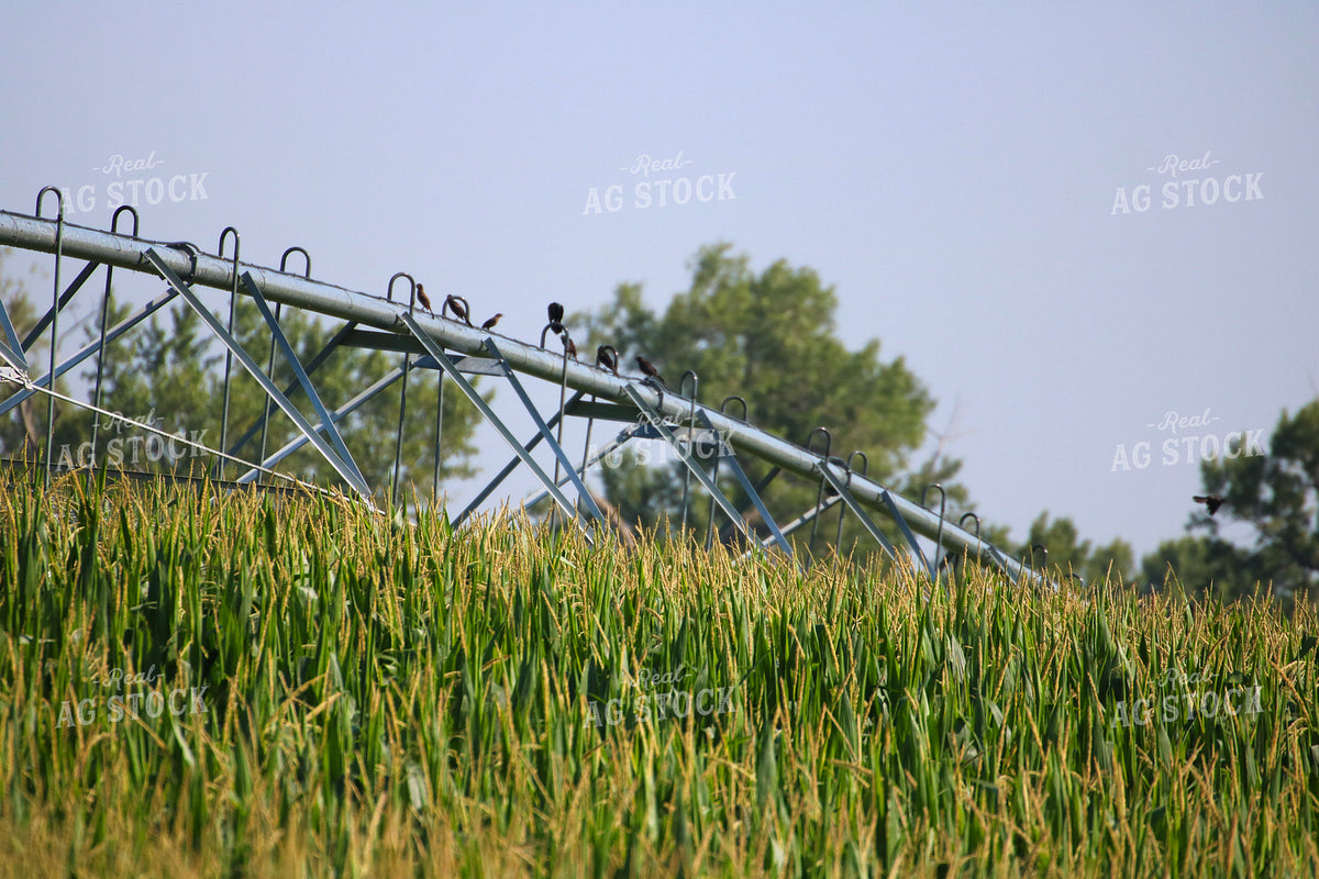 Irrigating Mid-Season Corn Field 82478